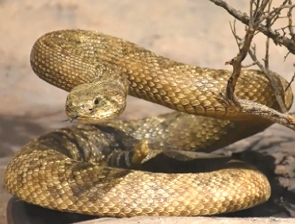 Foto de uma cobra cascavel de cor marrom