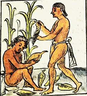 Imagem do século XVI mostrando agricultores astecas colhendo milho.