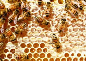 Foto de uma colmeia com abelhas