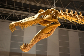 Crânio de um Espinossauro Foto de um crânio de dinossauro mostrando também dentes e parte da coluna vertebral