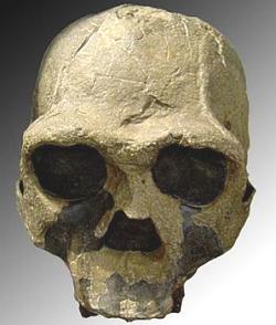 Crânio do hominídeo Homo Ergaster