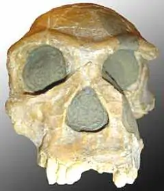 Crânio de um Homo Habilis