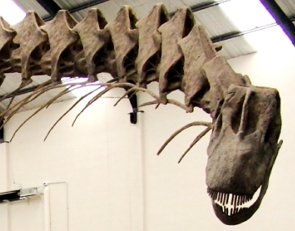 Foto mostrando os ossos da cabeça e pescoço do Argentinossauro
