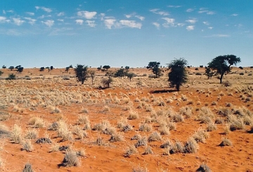 Deserto do Kalahari Deserto do Kalahari na Nabíbia com pouca vegetação