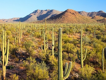 Deserto de Sonora Paisagem do deserto de Sonora no estado do Arizona, EUA