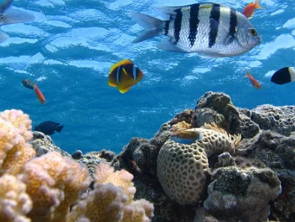 Imagem retratando o ecossistema marinho com peixes e corais