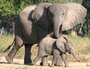 Foto de uma elefanta com seu filhote