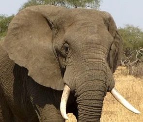 Cabeça de um elefante com as presas de marfim