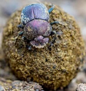 Escaravelho em cima de uma bola de fezes de animal