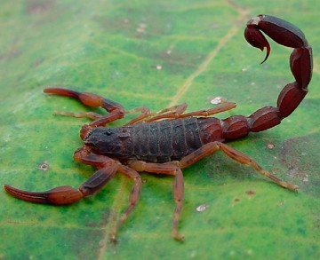 Escorpião-marrom Escorpião-marrom
