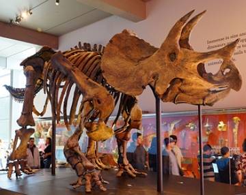 Esqueleto de um triceratops Esqueleto de um triceratops num museu dos EUA
