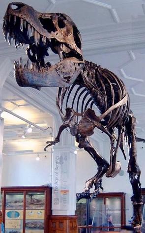 Reprodução de um esqueleto de um Tiranossauro Rex