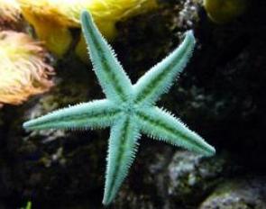 Foto de uma estrela-do-mar verde no fundo do oceano