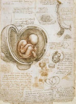 Estudo de Embriões de Leonardo da Vinci