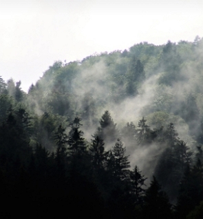 Foto mostrando a ocorrência de evaporação de água numa floresta