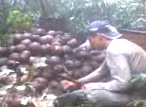 Foto mostrando um trabalhador fazendo extrativismo de castanhas