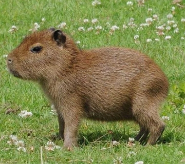Filhote de Capivara Foto de um filhote de Capivara