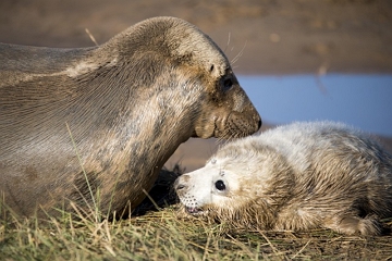 Filhote de foca com a mãe Filhote de foca com a mãe