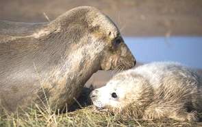 Filhote de foca com a mãe