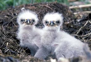 Foto de dois filhotes de águia num ninho