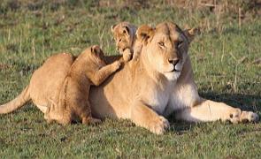 Filhotes com a mãe leoa