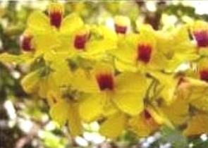 Flores amarelas com manchas vermelhas da árvore pau-brasil