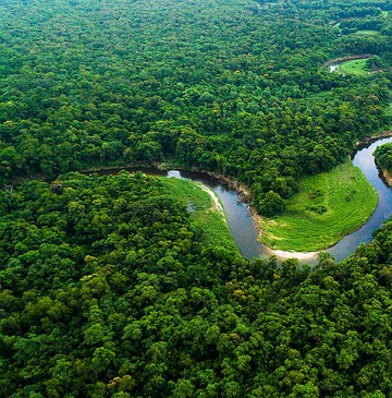 Floresta amazônica Visão aérea de uma área da floresta amazônica