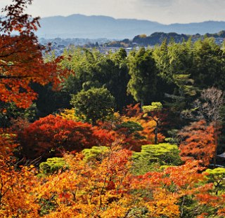Foto de uma região de florestas no Japão durante o Outono.
