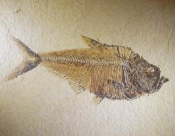 Fóssil de um peixe Fóssil de um peixe