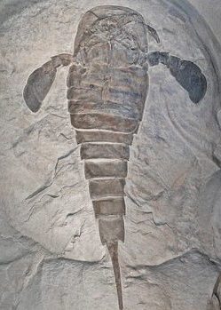 Fóssil de um escorpião-marinho