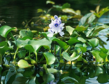 Aguapé Foto da planta aquática aguapé