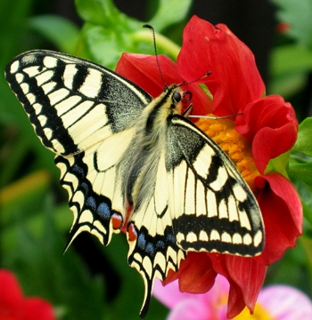Borboleta borboleta