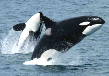 Foto mostrando duas orcas na superfície das águas do oceano Foto mostrando duas orcas na superfície das águas do oceano