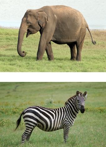 Elefante e Zebra Foto de um elefante e uma zebra