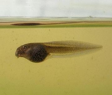 Girino Foto de um girino de sapo