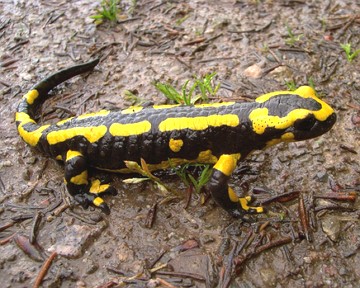 salamandra Salamandra, exemplos de animal anfíbio