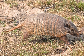 Tatupeba Foto de um tatupeba na Caatinga brasileira