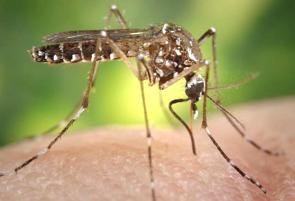 Foto do Aedes Aegypti na pele humana