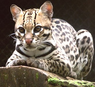 Foto de corpo inteiro de uma jaguatirica