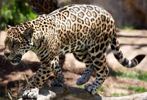 Foto de um leopardo adulto na mata
