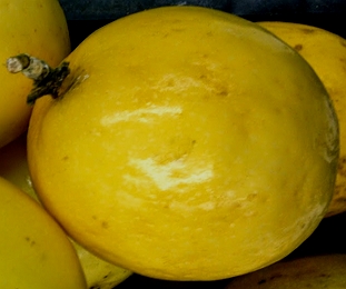 Foto de um maracujã amarelo e maduro