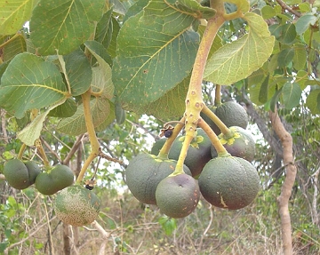 Foto mostrando frutos de pequi de um pequizeiro Foto mostrando frutos de pequi de um pequizeiro