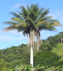 Palmeira Gabiroba