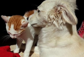 Gato e cachorro Gato e cachorro juntos