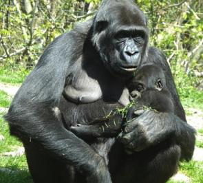 Foto de uma gorila fêmea com filhote