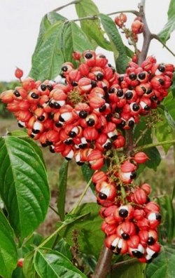 Foto de frutos pequenos vermelhos com circulos preto