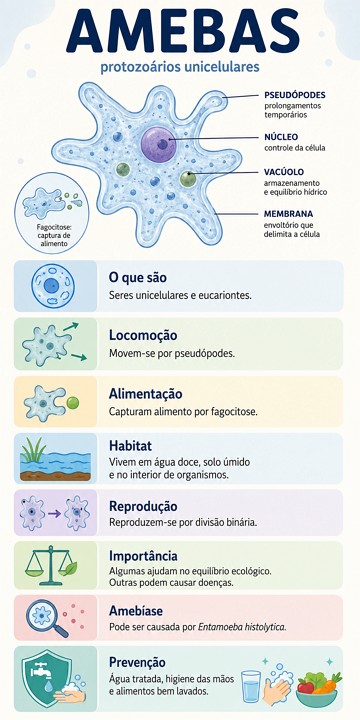 Infográfico sobre amebas Infográfico sobre amebas