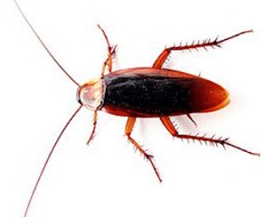 Foto do inseto barata