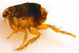 Foto de uma pulga