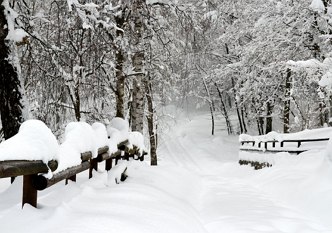 Foto mostrando uma região com árvores e um pequena ponte cobertas pela neve